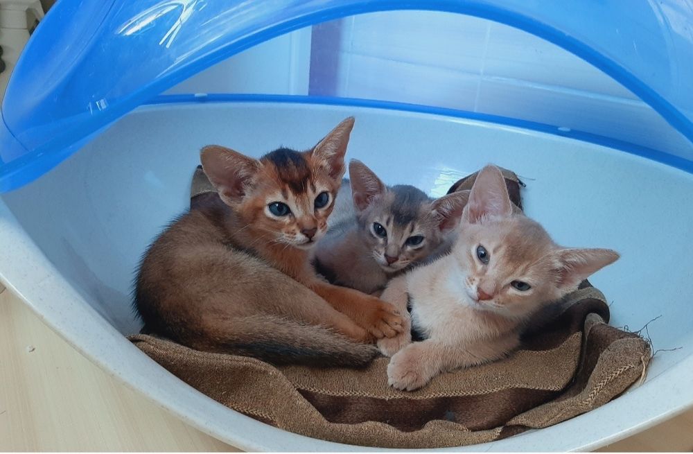 Абісинські кошенята