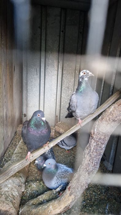Oddam gołębie pocztowe