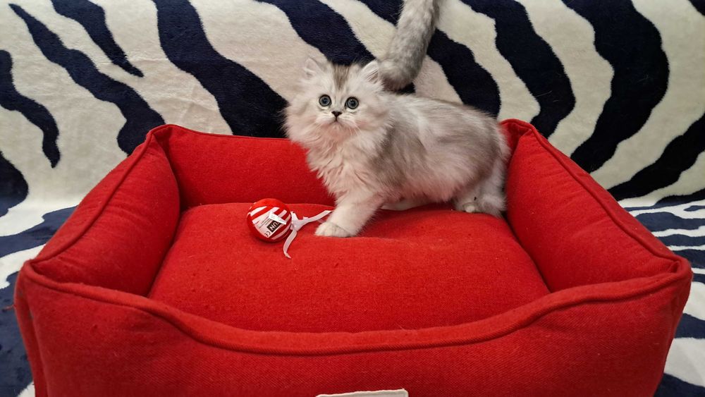 Шотландская пушистая девочка модного окраса серебристая шиншилла.