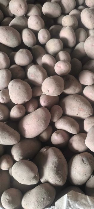 Sprzedam ziemniaki
