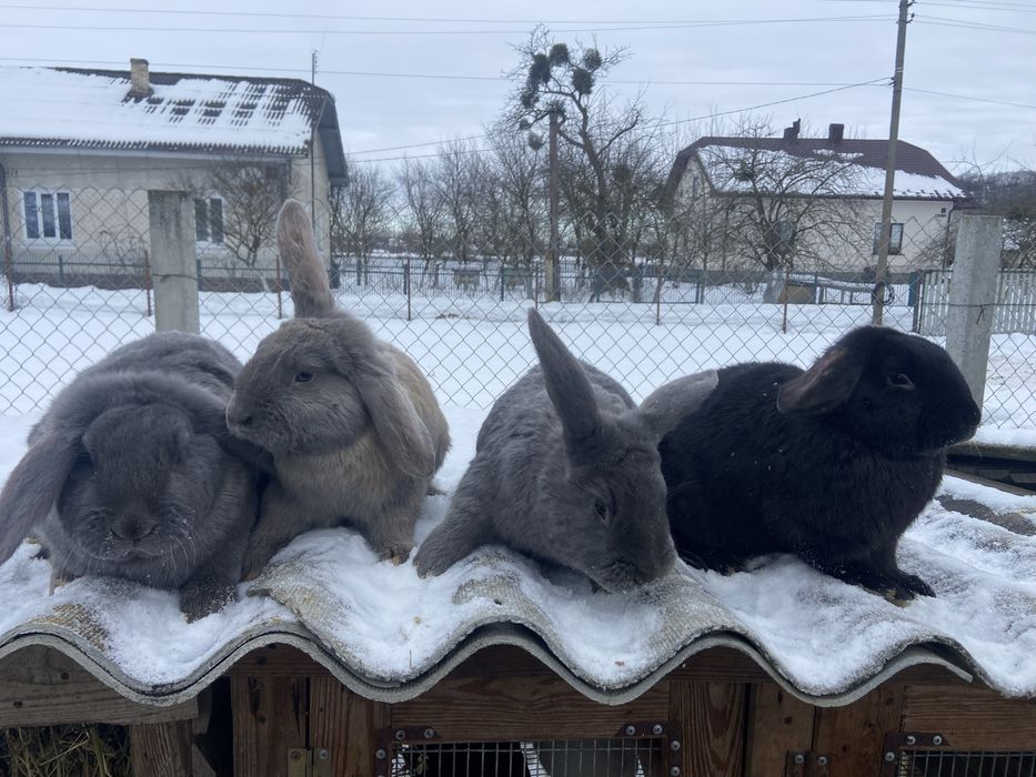 Продам кролики Французький баран