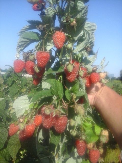 Witam sprzedam sadzonki maliny polonez