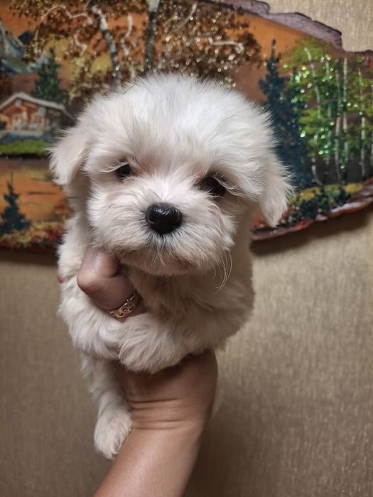 Мальтипу ф1 мини размера!