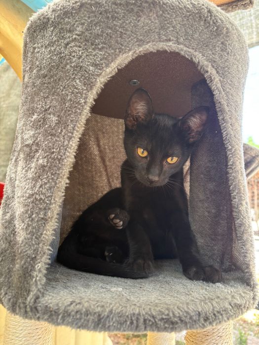 4 gatinhos para adoção