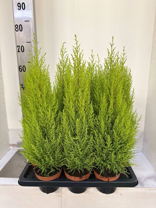 Гаультерія,азалія,шефлера,кипарис,дендр,каланхоє,спатифілум,ялинка