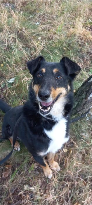 Owczarek szkocki mix Krasek do adopcji