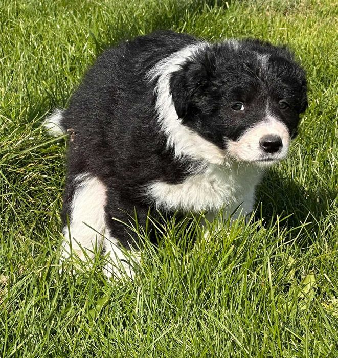 suka, border collie