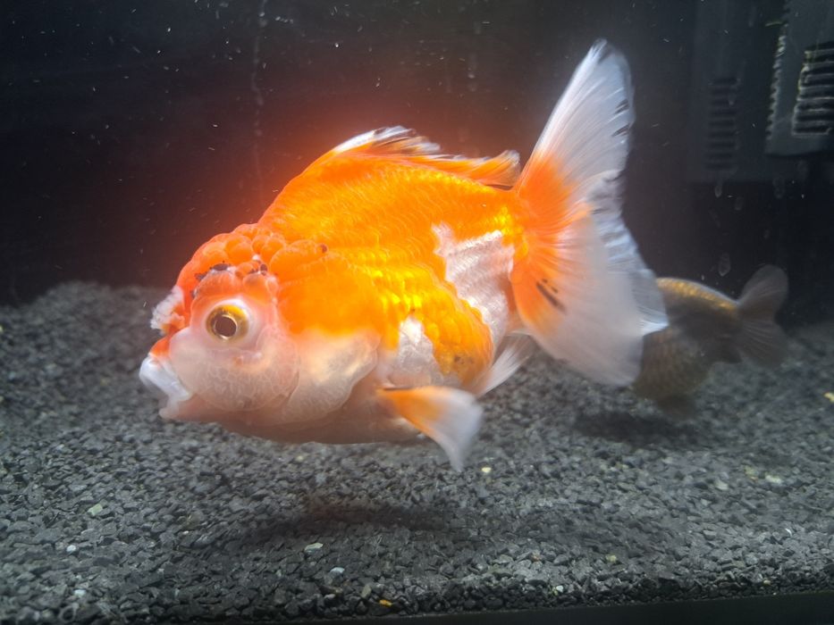 Welon oranda red white