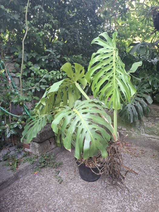 Monstera gigante
