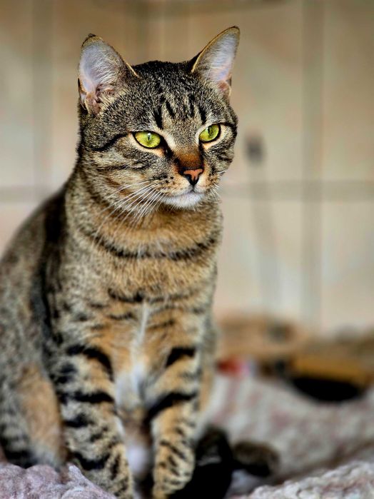 Piękny kocurek Borówka szuka domu. Adopcja kota, kot ze schroniska