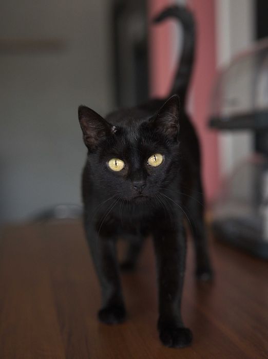 Przepiękna Nyx czeka na swojego Człowieka