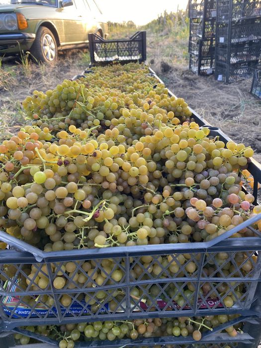 Продам винный сорт винограда Мускат Оттонель!