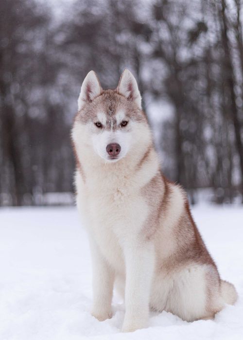 Щенок хаски девочка