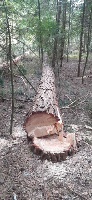 Sprzedam drewno tartaczne sosnowe