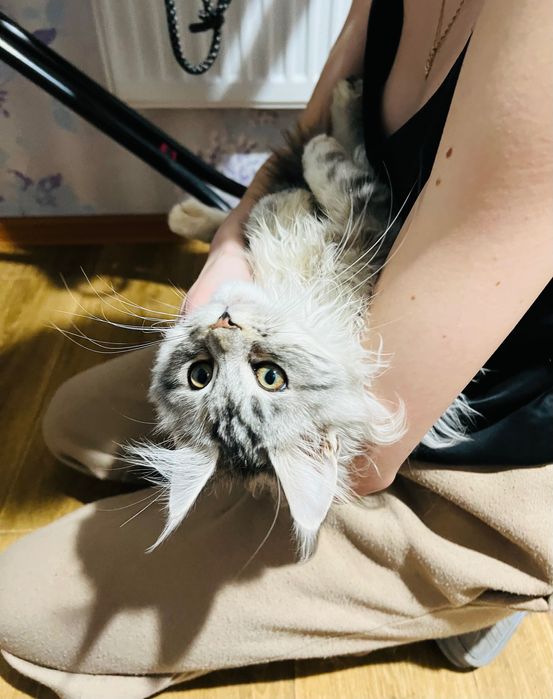 Курʼєрська доставка тваринок