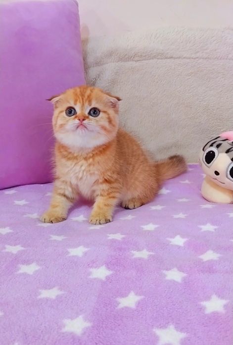 Чистокровні шотландські кошенятка шиншилки