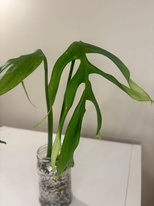 Monstera croatii