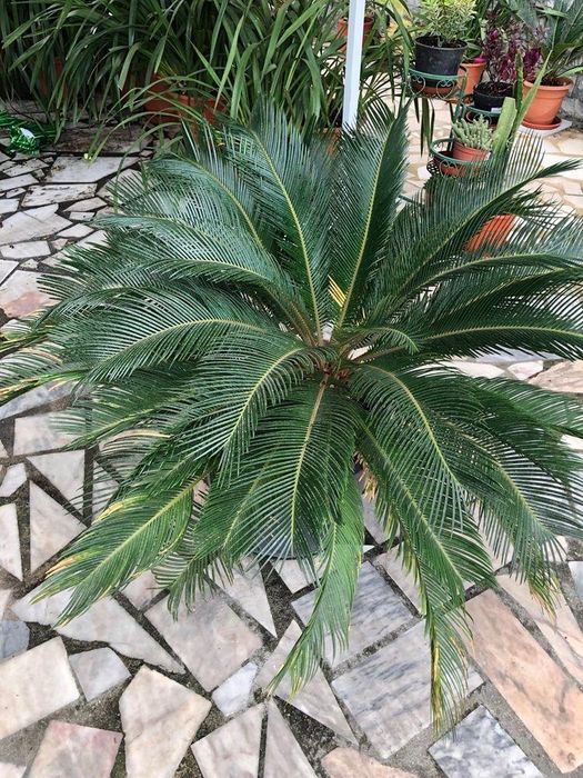 Cicas varios tamanhos