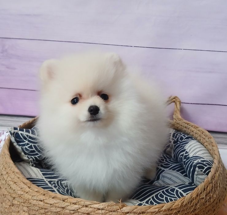 Міні хлопчик померанського шпіца