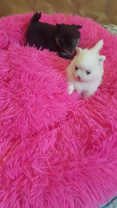 Śliczne szczeniaki szpic pomeranion