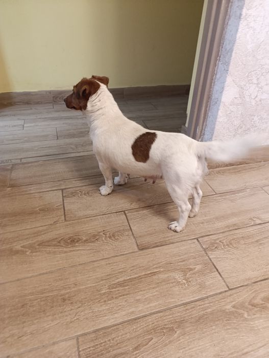 Urocza suczka szuka domu