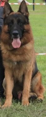 Pastor alemão qualidade