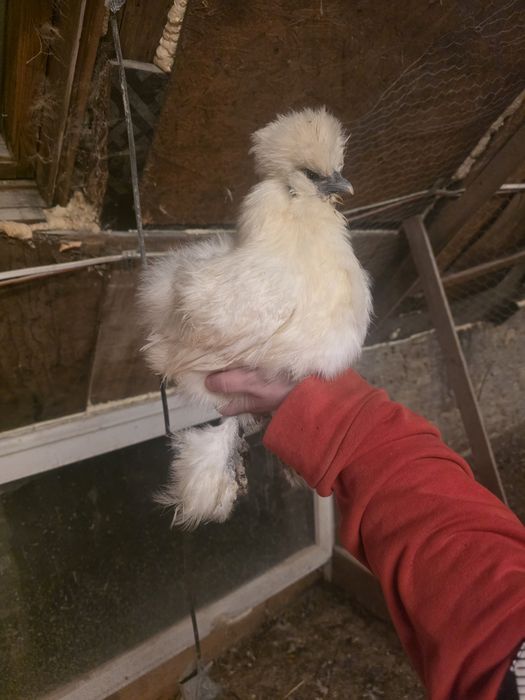 Kury rosy kury silki kury araukany naturalne ekologiczne kury