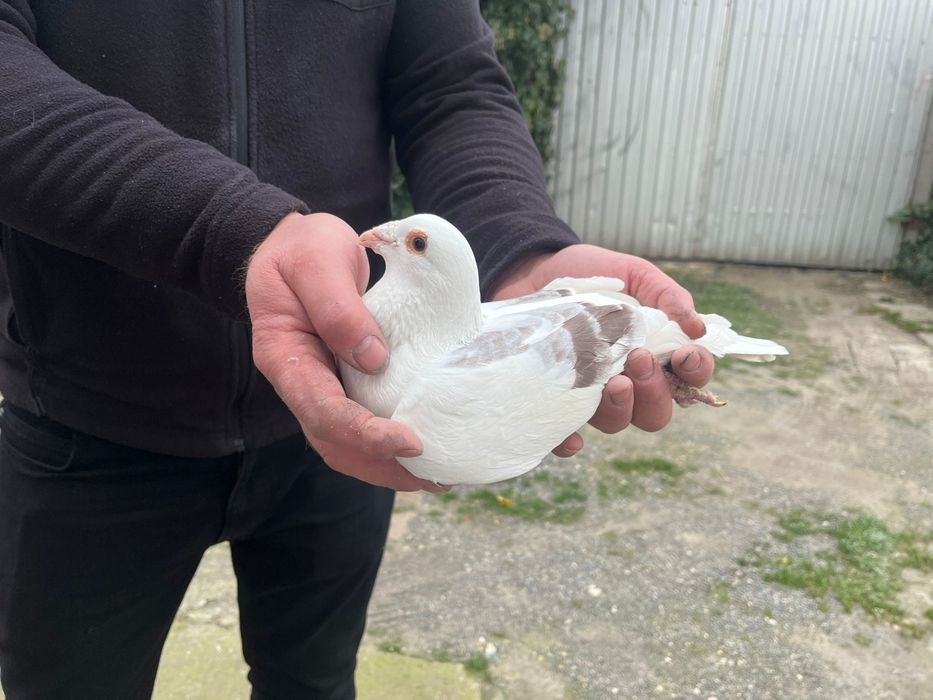 Gołąb pocztowy samiec