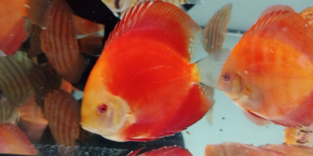 GB DYSKOWCE - paletki Red Melon 10cm +