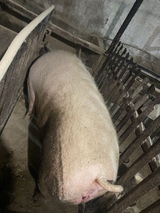 Свиноматка / свині продам