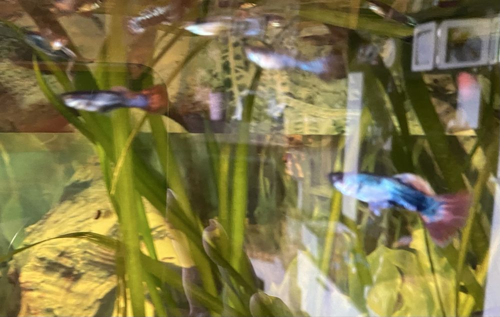Guppies/Guppys machos e femeas