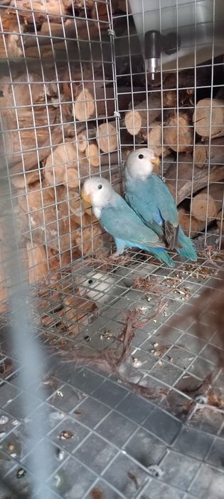 Agapornis roseicollis disponiveis