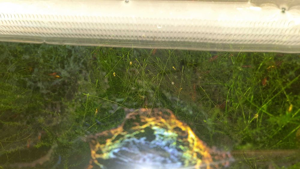 Akwarium krewetkarium sakura red i red cherry i rasowy glon około 200