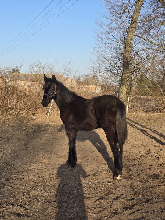 Ogier śląski roczny