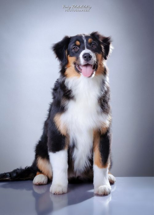 Хлопчик чорний триколор  Австралійська вівчарка (ауссі) - ФАН