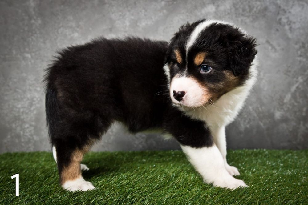 Owczarek australijski - suczka Black Tri