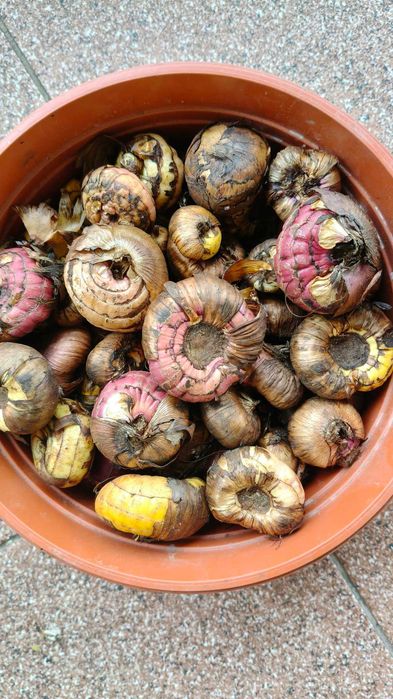 Mix cebulek mieczyków kolekcjonerskich