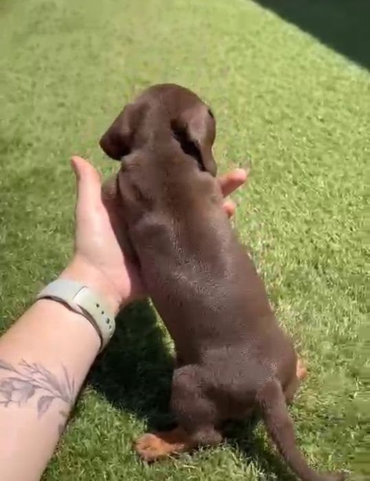 Teckel (Baixote) macho