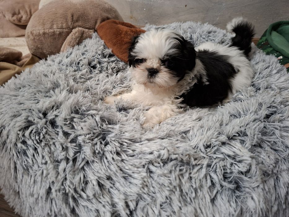 Shih-tzu Czarno biała Sunia