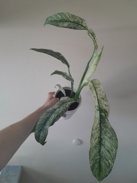 Roślina variegata doniczkowa epipremnum marble variegata rhaphidophora