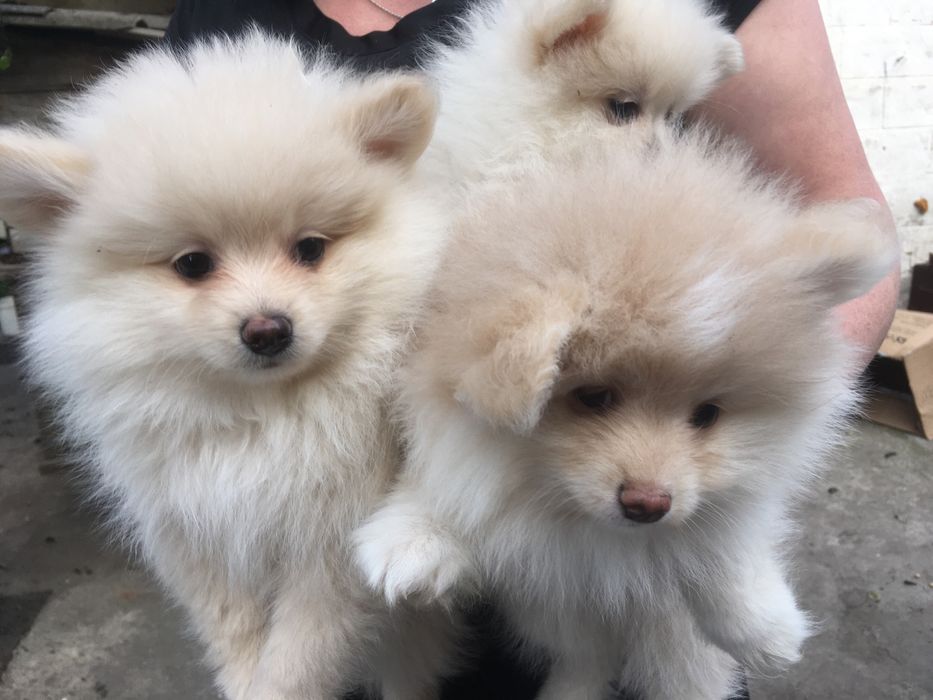 Померанские шпицы,два мальчика и девчуля