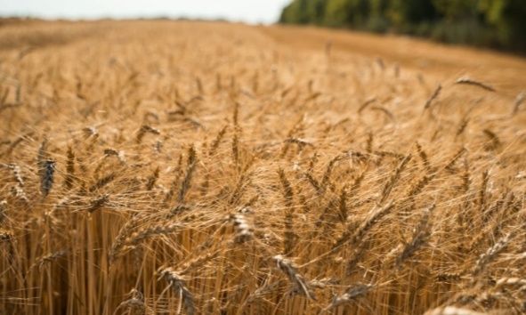 Продам зерно пшениці,ячменю та овса