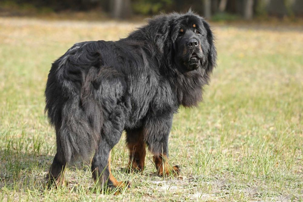 вязка тибетського мастифа