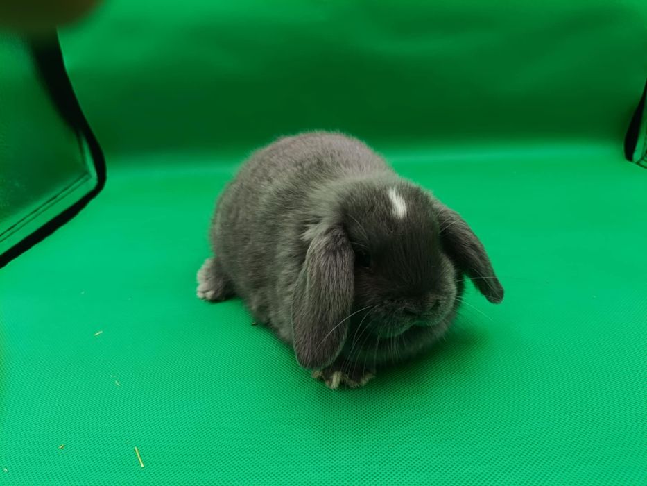 Mini loop mini lop królik miniaturka miniaturowy