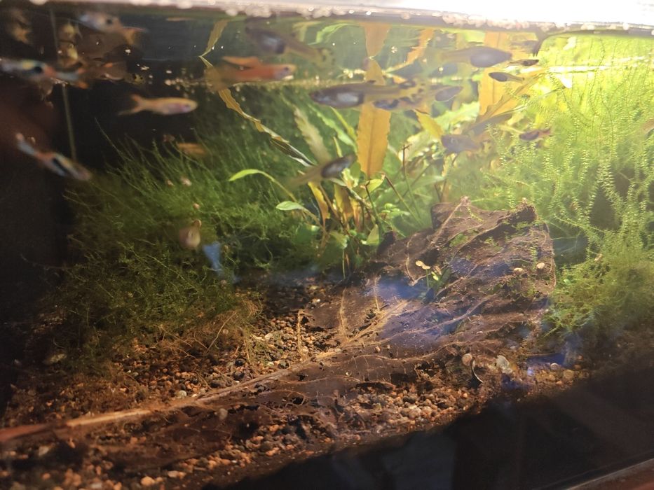 Akwarium z krewetkami