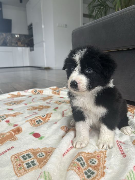 Border Collie Suczka
