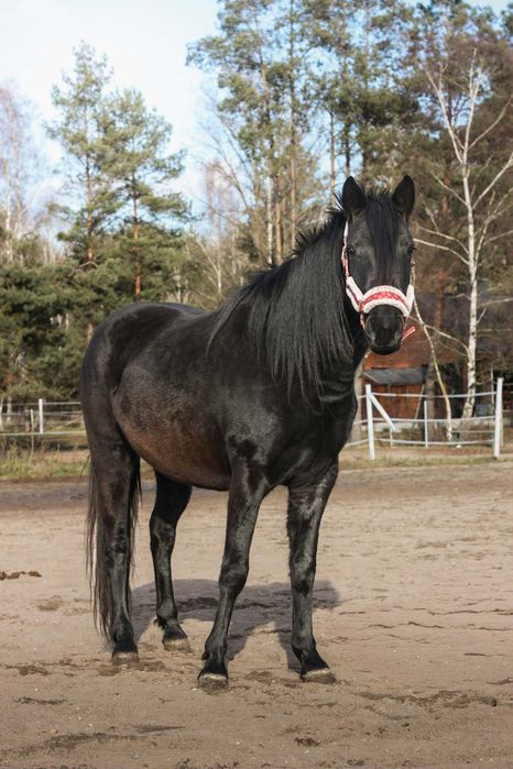 Piękna lata klacz 3 lata