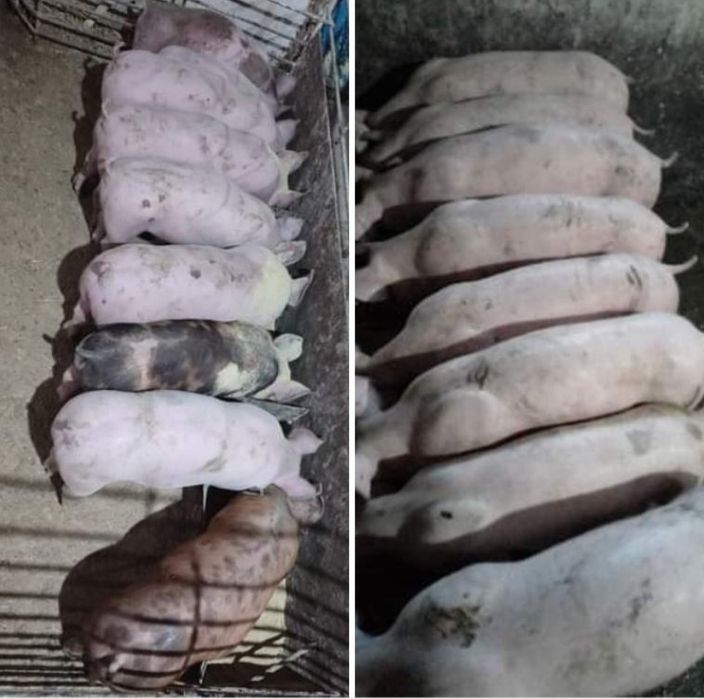 Поросята Свині Свиня