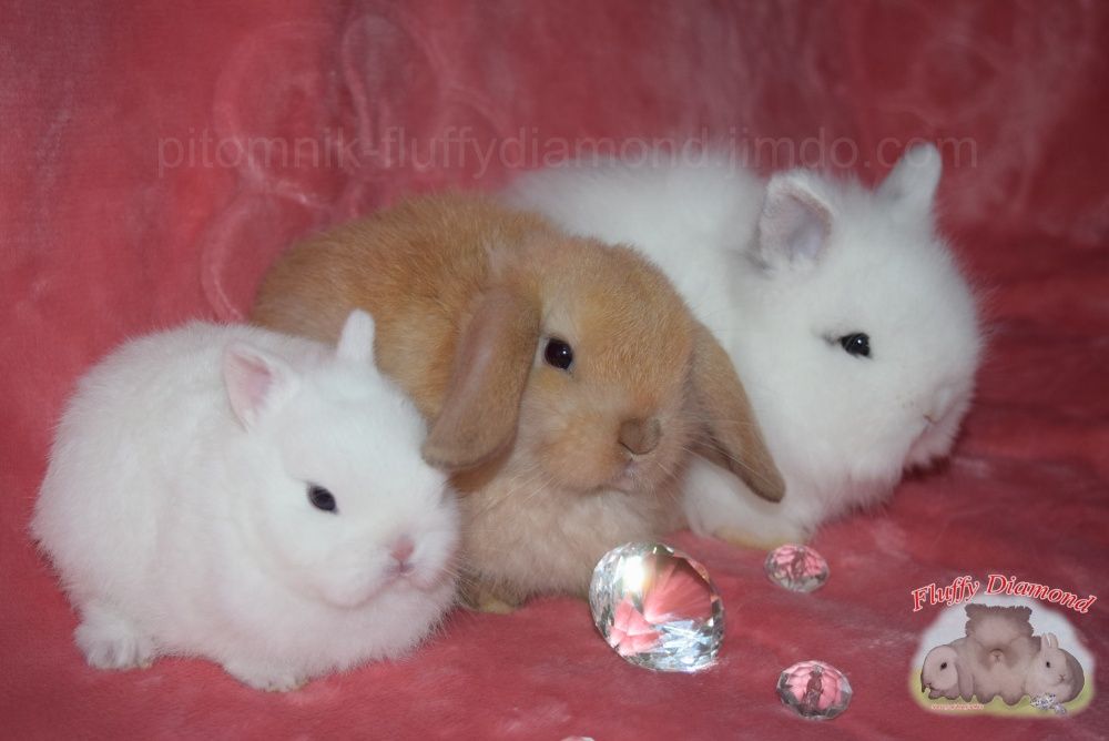 Невероятные кролики из питомника Fluffy Diamond. Разных пород на выбор