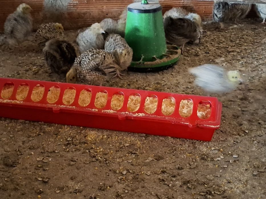 Codornizes e ovos galados